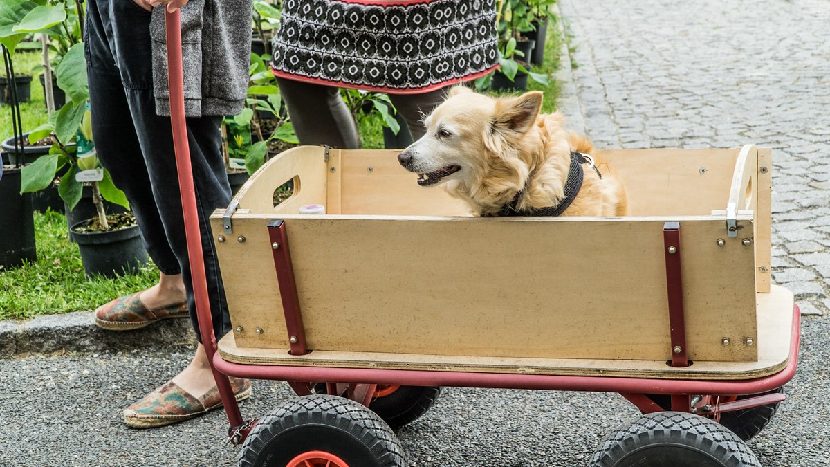 O Fotomagazin / Gartentage im Stift Reichesberg 2017